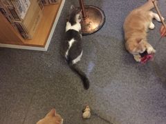 -猫色咖啡·猫咖