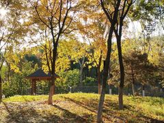 -大兴滨河森林公园