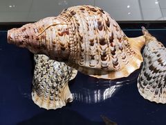 -青岛贝壳博物馆