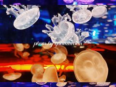-海合安成都极地海洋公园