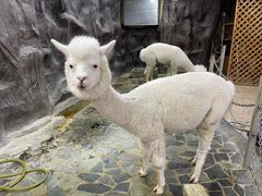 -上海大自然野生昆虫馆(东方明珠·爬宠昆虫探索中心)