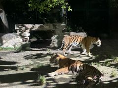 -上海野生动物园老虎餐厅