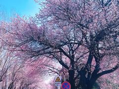 -吉林大学(南岭校区)