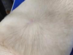 -瑞鹏宠物医院·宠保定点·心脏科·内科(御桥分院)