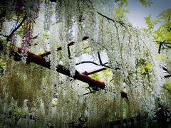 -嘉定紫藤园