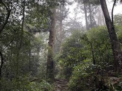 -天目山大树王景区