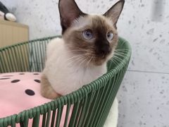 -喵园·猫主题咖啡厅·撸猫·猫咖(国贸店)