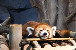 -Zoolung Zoolung动物主题公园(海信广场店)