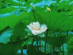 -莲花池公园