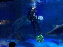 -烟台海昌鲸鲨海洋公园