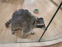 -藦茜花园宠物主题亲子互动体验馆(国顺东路店)