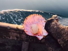-兴旺渔家