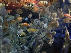 -成都浩海立方海洋公园