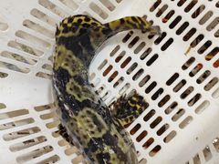 -范饭椰林川湘味海鲜·椰子鸡(三亚湾椰梦长廊店)