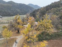 -千年银杏谷文化旅游区