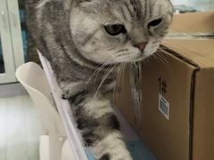 -喵的天空名猫咖啡馆·撸猫·猫舍·用品