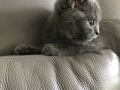 -猫大福·Fortune Cat猫舍(百子湾店)