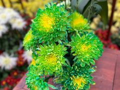 -沈阳植物园