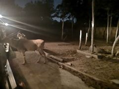 -清迈夜间动物园