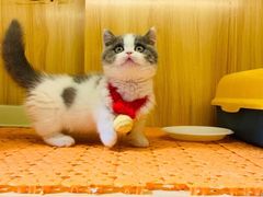 -欣宠猫屋·矮脚拿破仑·蓝金金渐层
