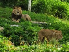 -北京野生动物园