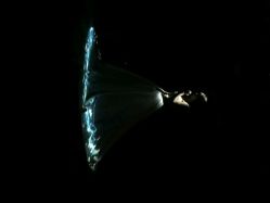 android_upload_pic-CHINCHIN LADY