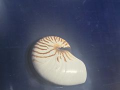 -青岛贝壳博物馆