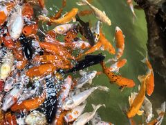-正佳雨林生态植物园