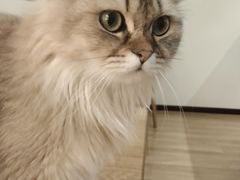 -滚猫咖啡·猫咖·猫友好撸猫(未来城店)