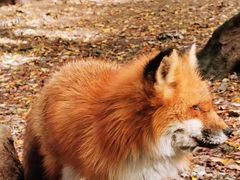 -宫城藏王狐狸村