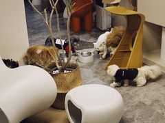 -More Fun猫咖 二十只万元加菲主题