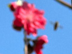 -桃花涧