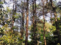 -铁山坪森林公园