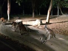-清迈夜间动物园