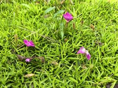 -汉长安城未央宫国家考古遗址公园