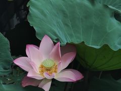 -荔湾湖公园