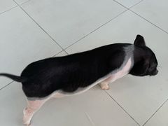 -怪兽屋·羊驼·猫咖·狗咖(俊华广场店)
