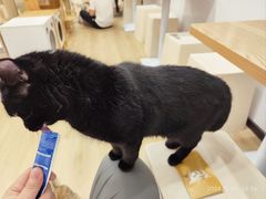 -有喵·猫咖·狗咖·30几只猫10只小狗(岗厦店)