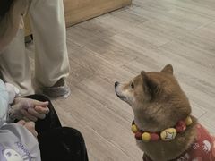 -柴迷FANS CLUB·柴犬狗咖·猫咖
