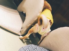 -逗柴咖啡屋·狗咖猫咖宠物桌游