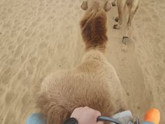 -银肯塔拉沙漠生态旅游景区