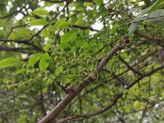 -水濂山森林公园