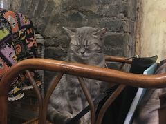 -猫色咖啡·猫咖