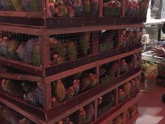 -中环花鸟鱼虫市场
