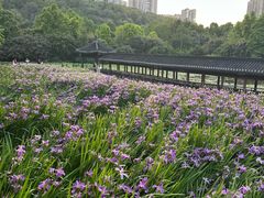-龙头寺公园