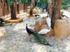 -西双版纳傣族园