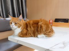 -喵园·猫主题咖啡厅·撸猫·猫咖(国贸店)