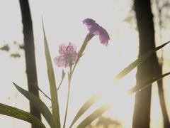 -合肥滨湖国家森林公园