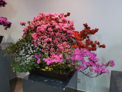 -上海滨江森林公园