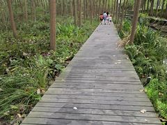 -合肥滨湖国家森林公园